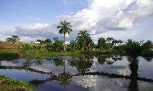 Etang piscicole à Bagata