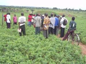Visite d’un champ semencier d’arachide à Waka et échange d’expérience