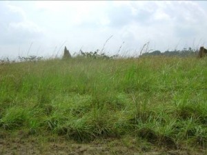 Emprise de la piste d’atterrissage de Ipope envahie d’herbes et termitières avant l’intervention 