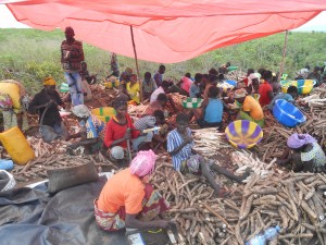 Femmes en train d'éplucher le manioc avant le rouissage